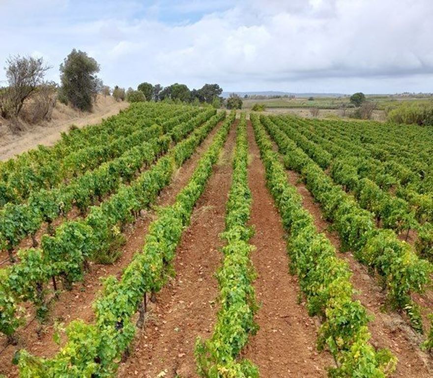 Terrain ST NAZAIRE D'AUDE (11120) NEXTLOGIS