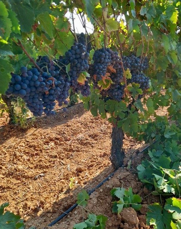 Terrain ST NAZAIRE D'AUDE (11120) NEXTLOGIS