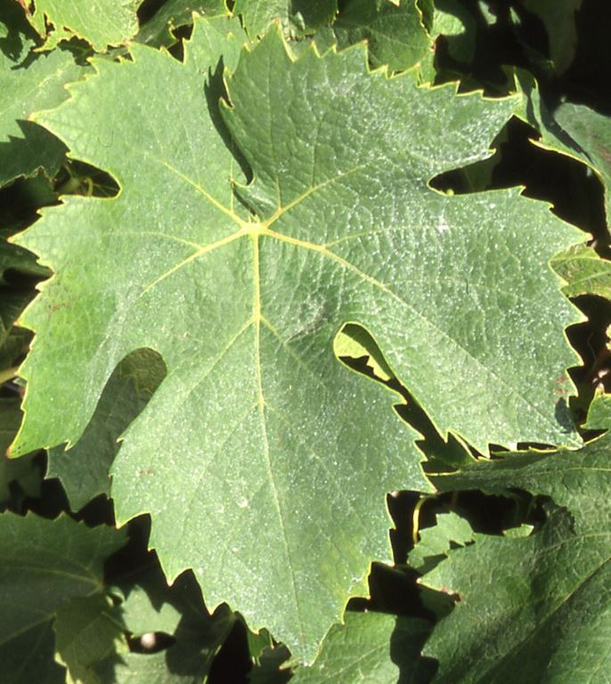 Terrain ST NAZAIRE D'AUDE (11120) NEXTLOGIS